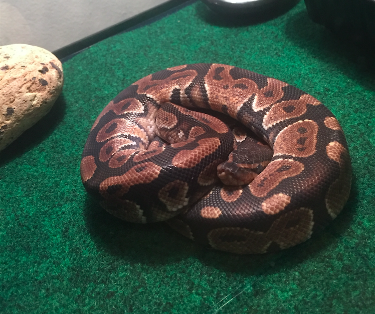 My baby ball python, Sledge. (Madeline Happold, 14 East)